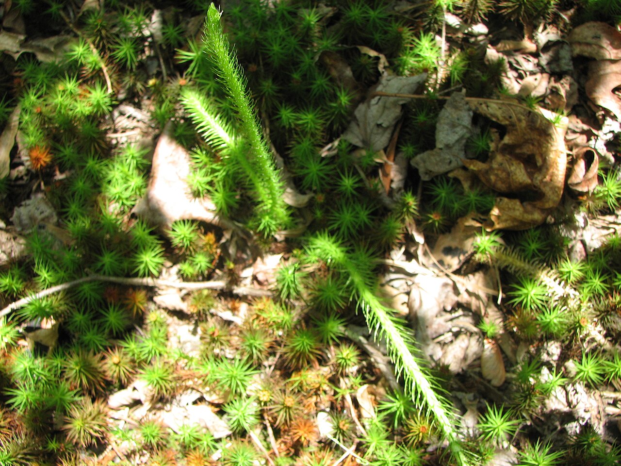 Foxtail bog-clubmoss: Distinctive arching horizontal stems of Lycopodiella alopecuroides .