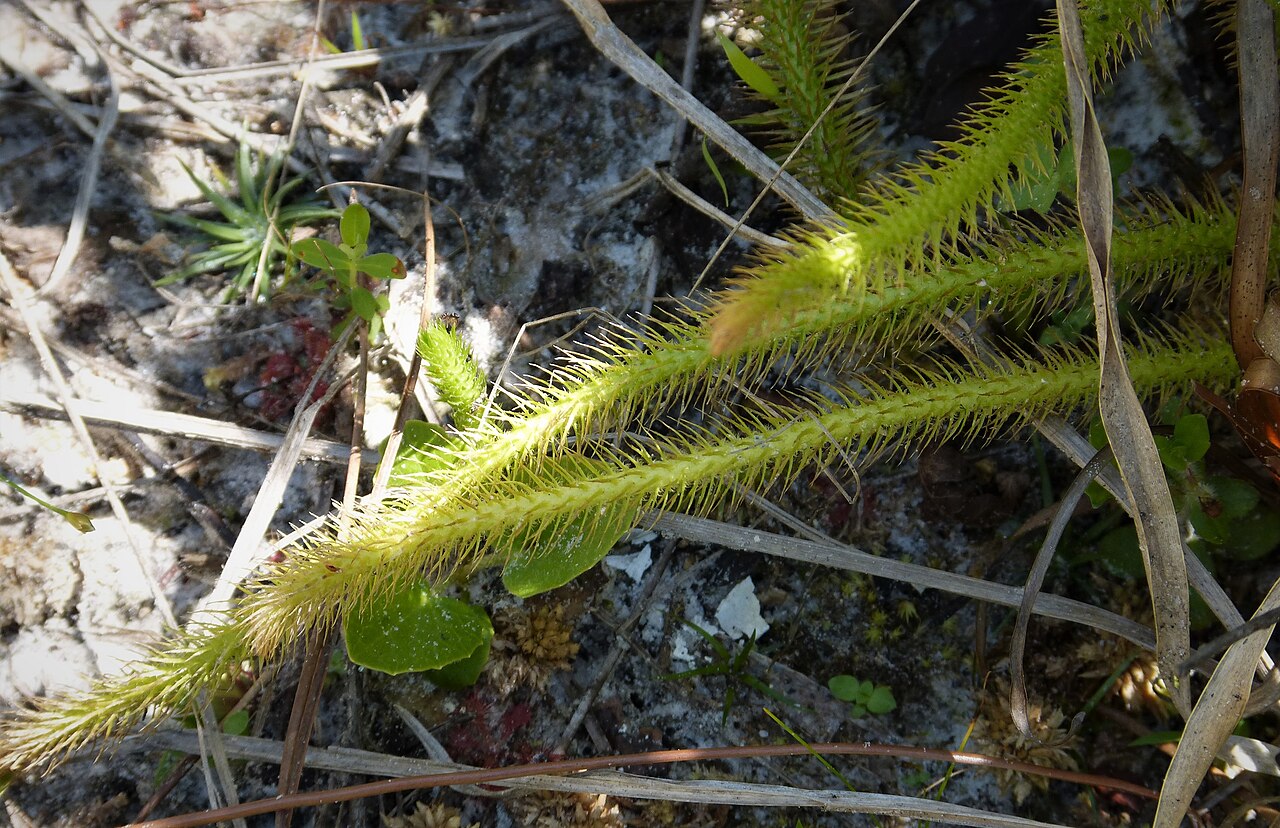 Foxtail bog-clubmoss: Suwannee Canal