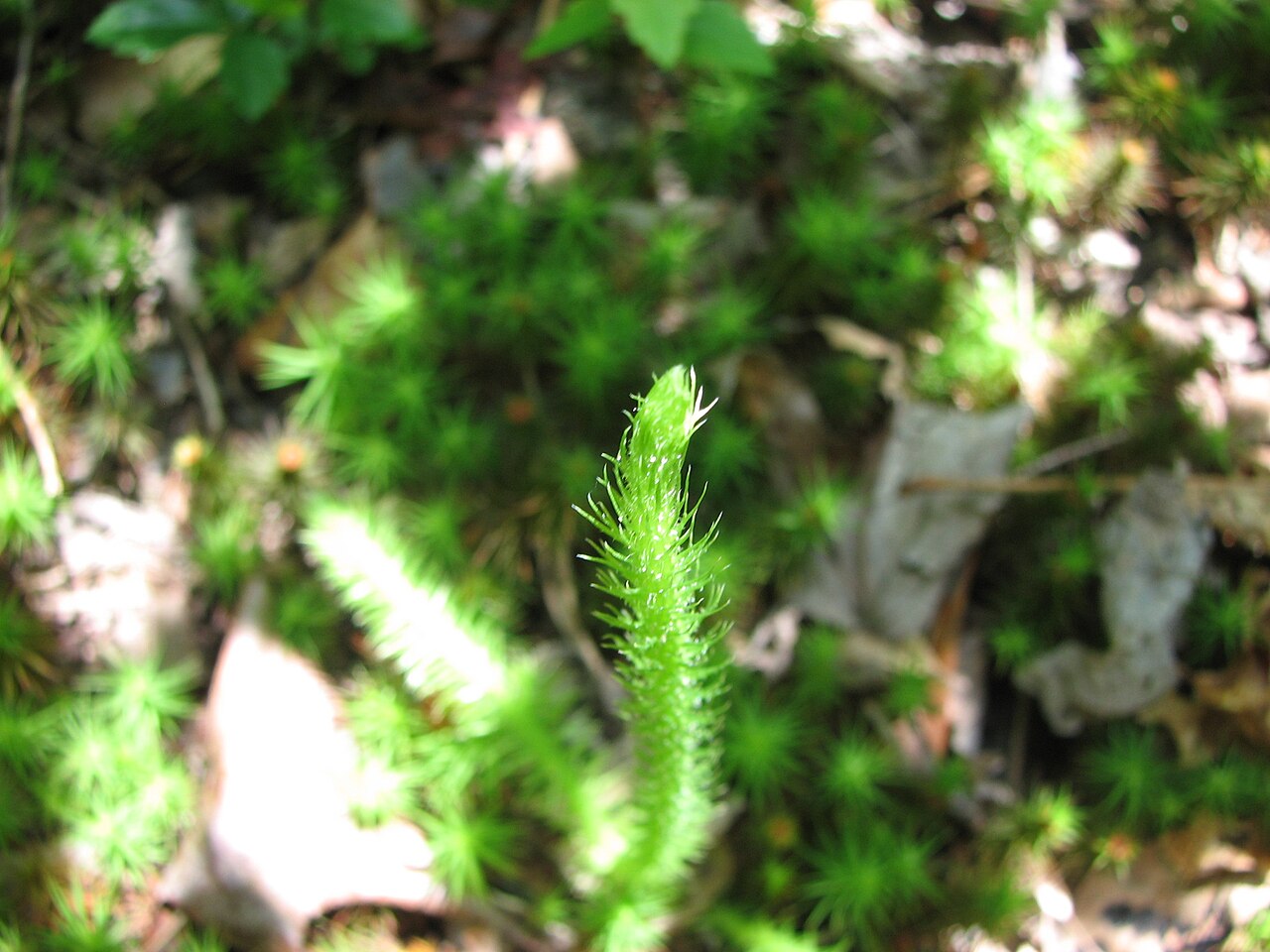 Foxtail bog-clubmoss: Vertical stem of Lycopodiella alopecuroides .