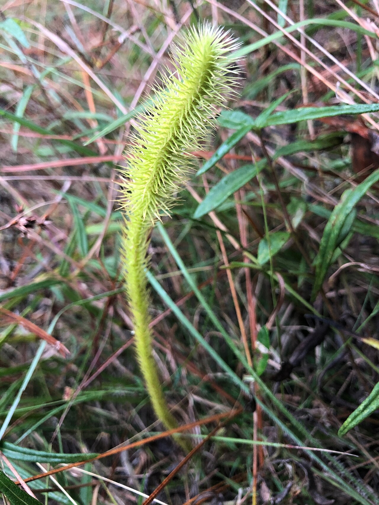 Foxtail bog-clubmoss: This is a photo of Lycopodiella alopecuroides taken in Hattiesburg, MS.