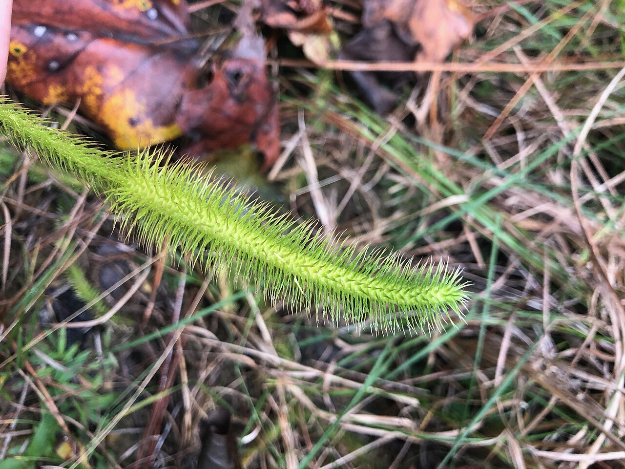 Foxtail bog-clubmoss: This is a photo of Lycopodiella alopecuroides taken in Hattiesburg, MS.