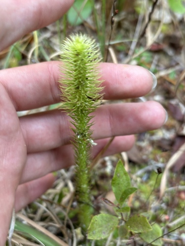 Foxtail bog-clubmoss (Lycopodiella alopecuroides)