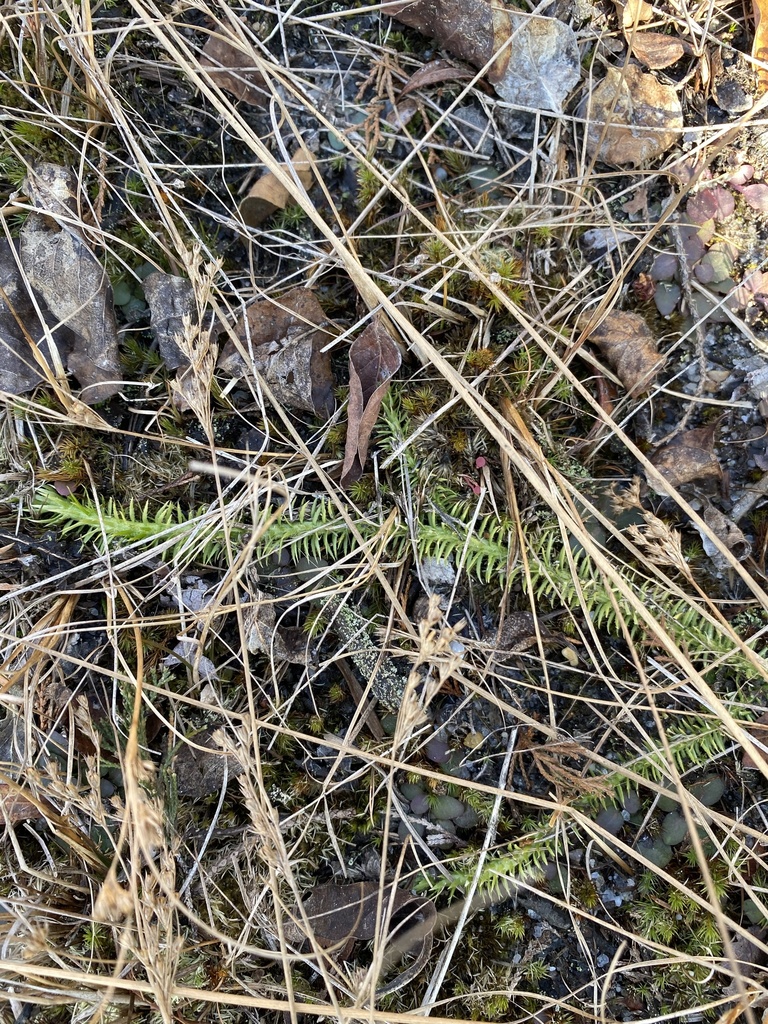 Foxtail bog-clubmoss (Lycopodiella alopecuroides)