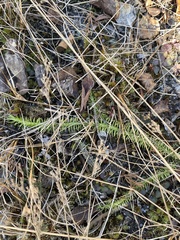 Foxtail bog-clubmoss (Lycopodiella alopecuroides)