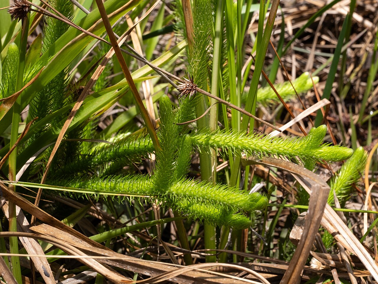 Foxtail bog-clubmoss: Foxtail bog clubmoss ( Lycopodiella alopecuroides ) in the United States