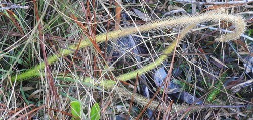 Foxtail bog-clubmoss (Lycopodiella alopecuroides)