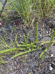 Foxtail bog-clubmoss (Lycopodiella alopecuroides)