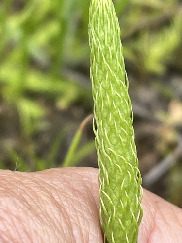 Southern bog clubmoss (Lycopodiella appressa)