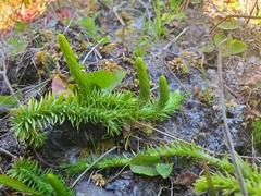 Southern bog clubmoss (Lycopodiella appressa)