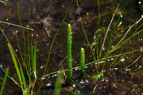 Southern bog clubmoss (Lycopodiella appressa)