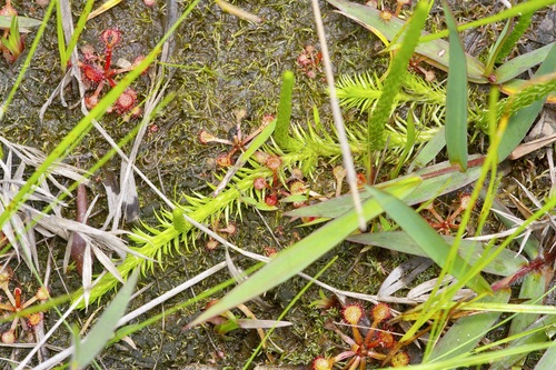 Southern bog clubmoss (Lycopodiella appressa)