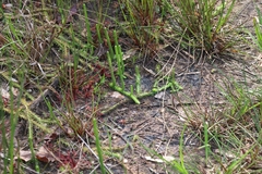 Southern bog clubmoss (Lycopodiella appressa)