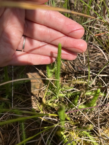 Southern bog clubmoss (Lycopodiella appressa)