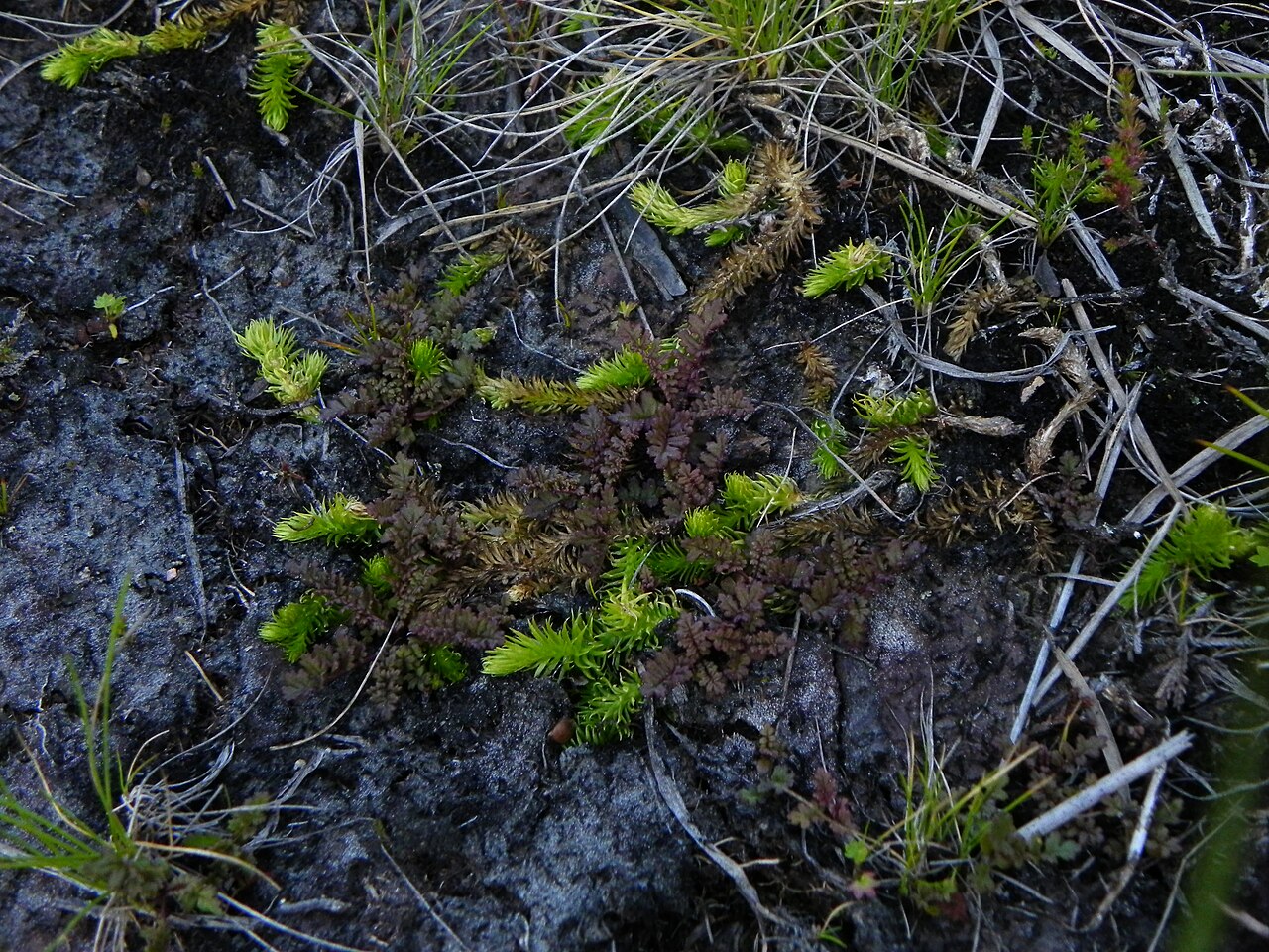 Inundated clubmoss: Lycopodiella inundata in National nature reserve Velký močál in Sokolov District, Czech Republic