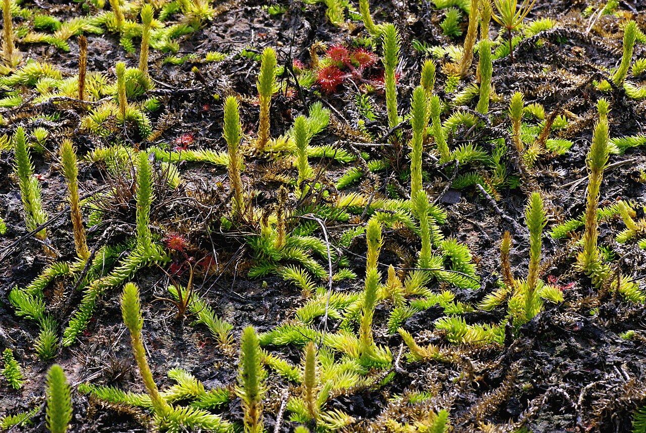 Inundated clubmoss: Aspect of Marsh Clubmoss , Lycopodiella inundata , growing on wet sand. In between some Drosera rotundifolia (red leaves) — both species often are associated.