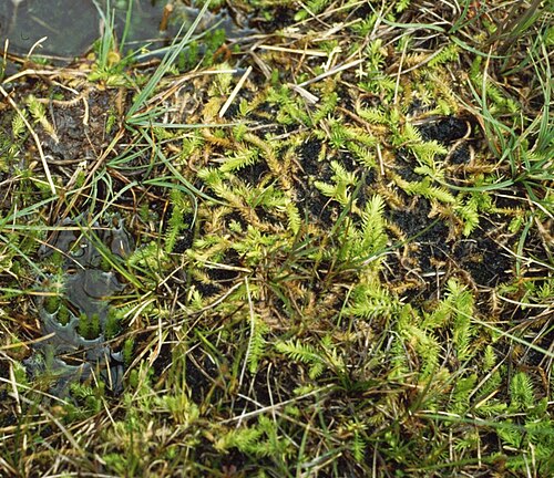 Inundated clubmoss: Moorbärlapp ( Lycopodiella inundata ), Bärlappgewächse (Lycopodiaceae) - Österreich/Austria/Autriche: Tirol, Lechtaler Alpen, Gurgltal, Moor "Kohlstatt" bei Obt