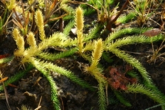 Inundated clubmoss (Lycopodiella inundata)