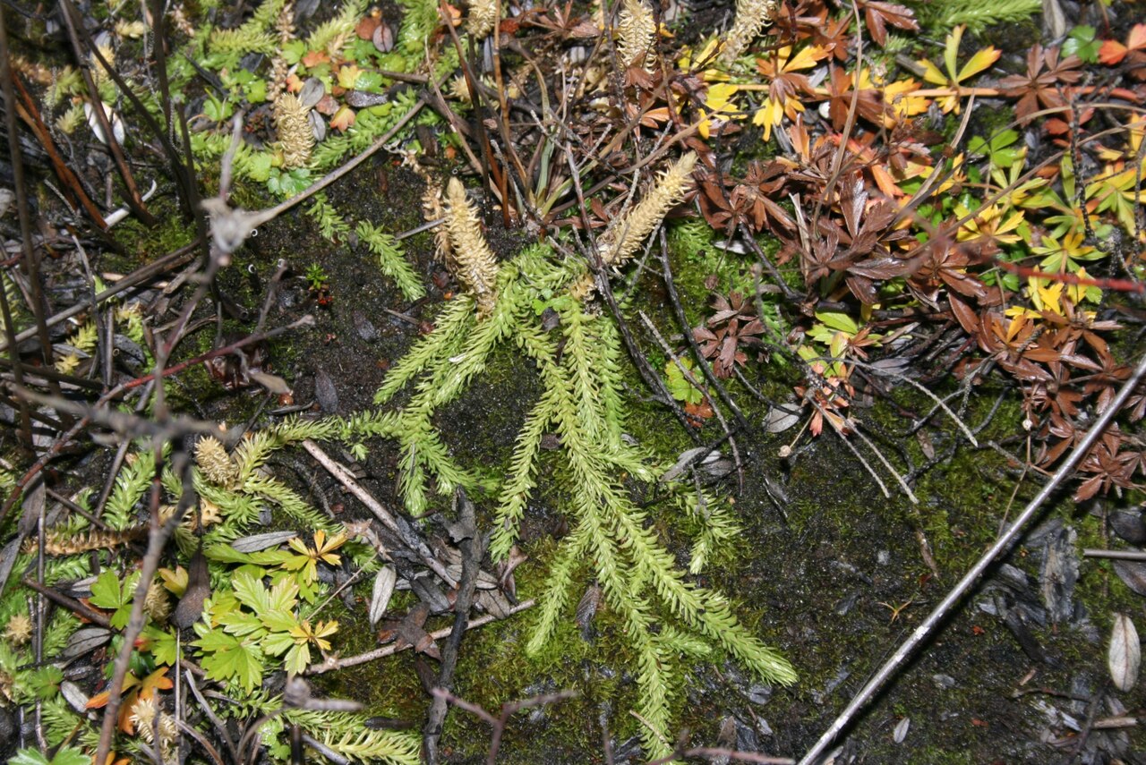 Inundated clubmoss: Lycopodiella inundata in a swampy den on old dunes near Ålbæk, Denmark.