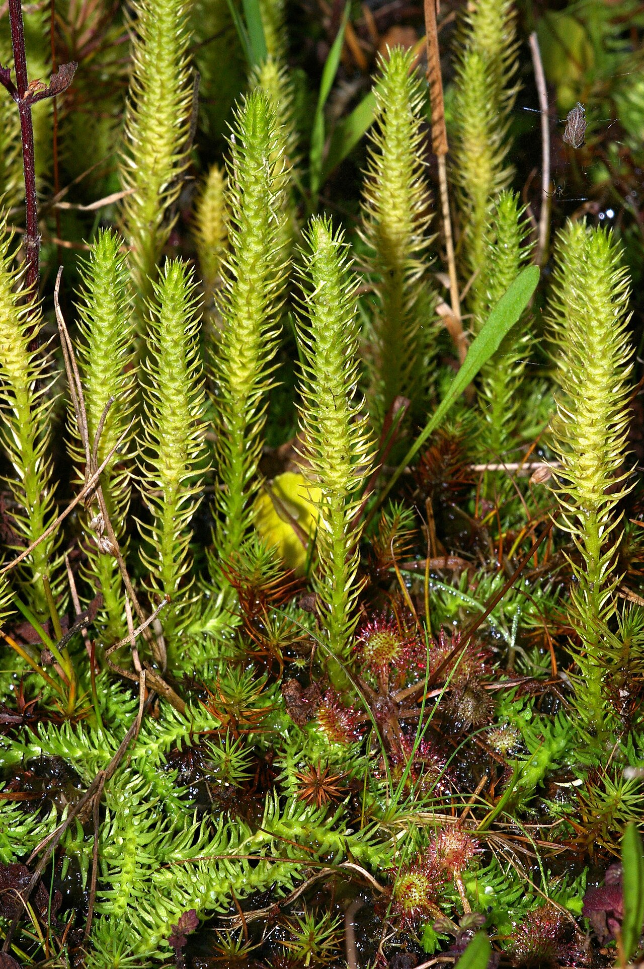 Inundated clubmoss: Marsh Clubmoss Lycopodiella inundata (Lycopodiaceae). In between some Drosera rotundifolia – both species often are associated.