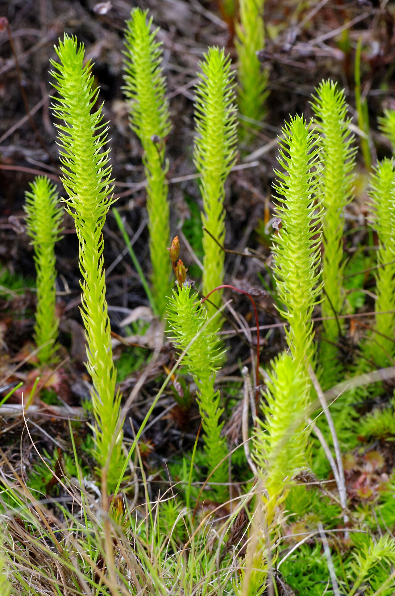 Inundated clubmoss: The Marsh Clubmoss , Lycopodiella inundata , with sporophylls.