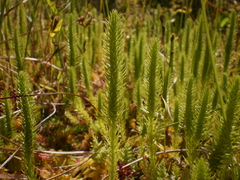 Inundated clubmoss (Lycopodiella inundata)