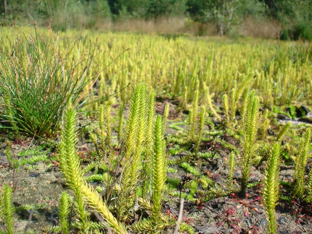 Inundated clubmoss (Lycopodiella inundata)