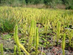 Inundated clubmoss (Lycopodiella inundata)