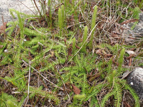 Inundated clubmoss (Lycopodiella inundata)