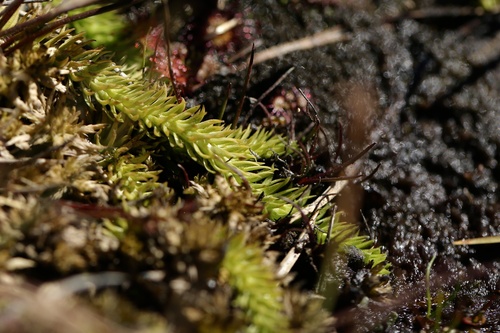 Inundated clubmoss (Lycopodiella inundata)