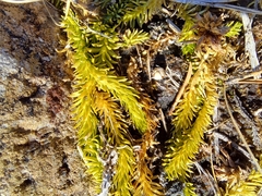 Inundated clubmoss (Lycopodiella inundata)