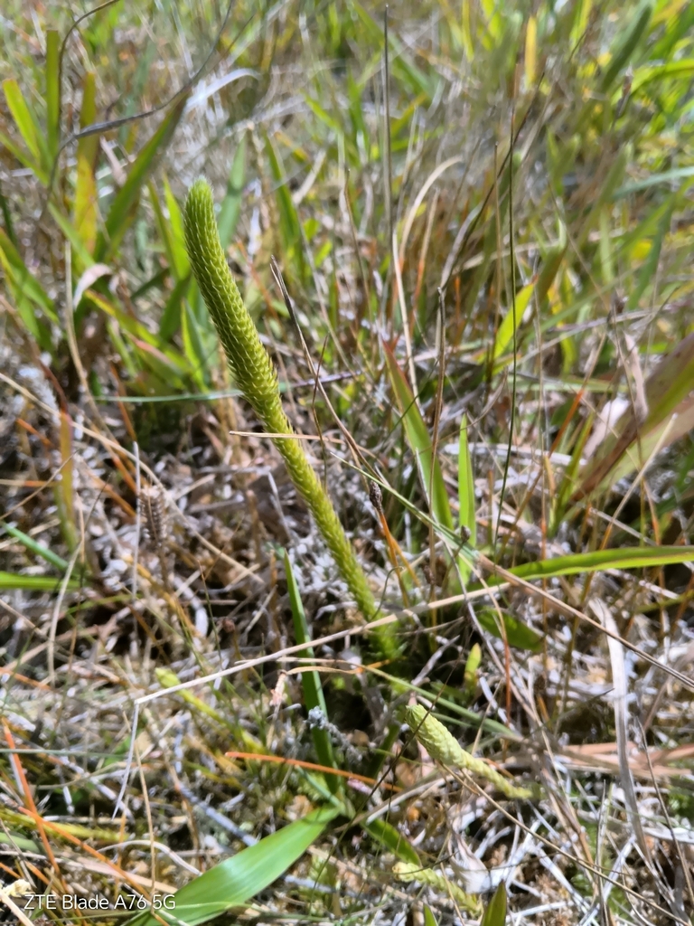 Lycopodiella tupiana (Lycopodiella tupiana)