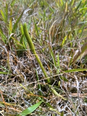 Lycopodiella tupiana (Lycopodiella tupiana)