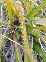 Lycopodiella tupiana (Lycopodiella tupiana)