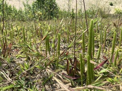 Lycopodiella × gilmanii (Lycopodiella × gilmanii)