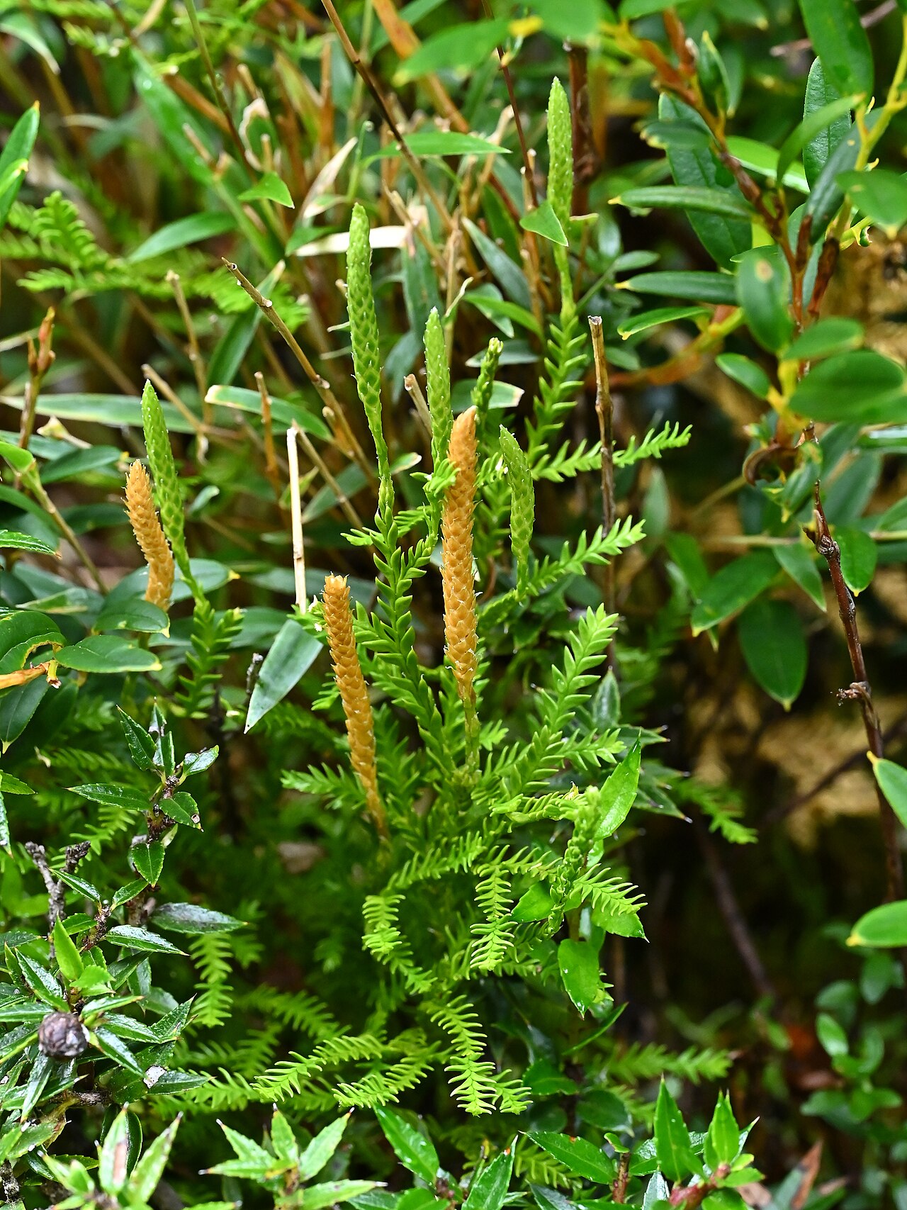 Lycopodium gayanum: Lycopodium gayanum (Diphasium gayanum) in near entrance to Alerce Costero PN at T-80, Los Rios, Chile