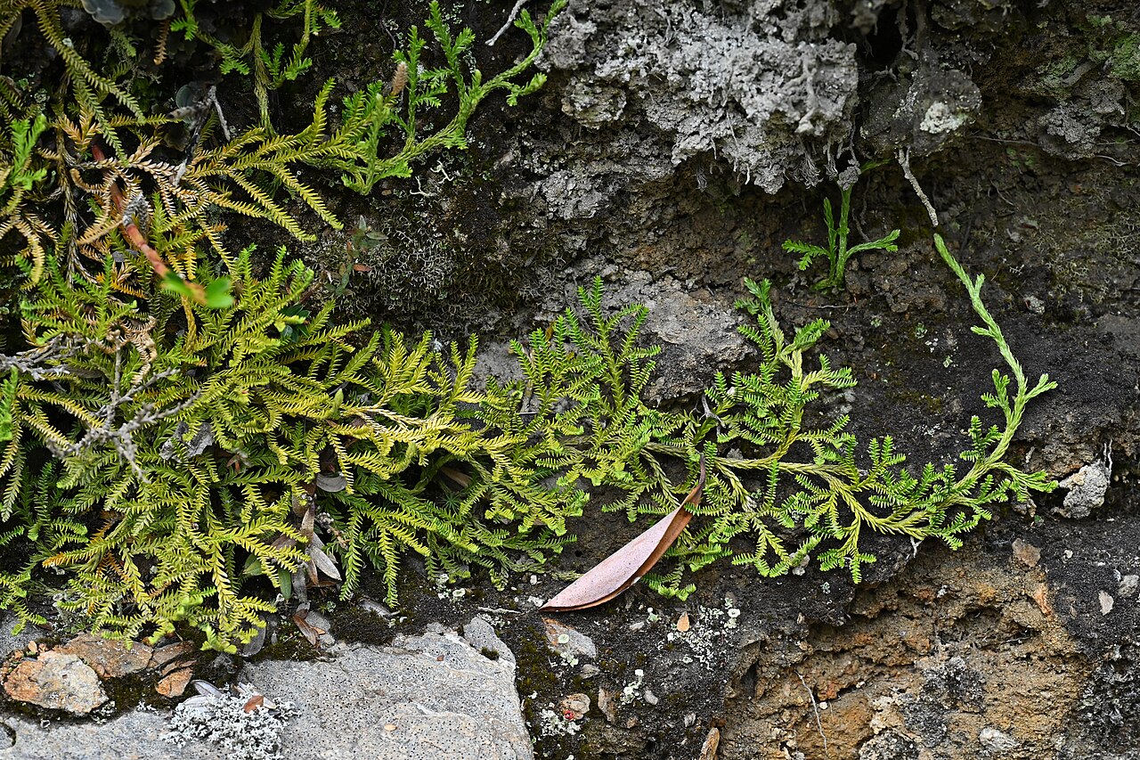 Lycopodium gayanum: Lycopodium gayanum (Diphasium gayanum) in near entrance to Alerce Costero PN at T-80, Los Rios, Chile