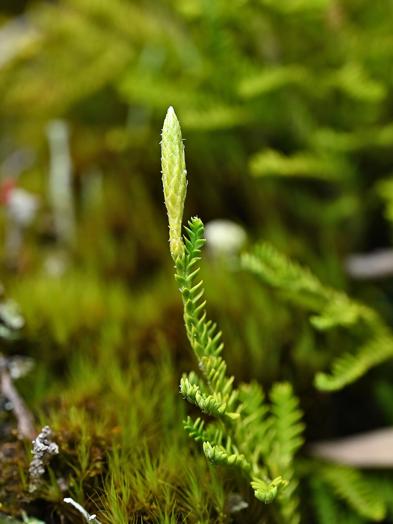 Lycopodium gayanum: Lycopodium gayanum (Diphasium gayanum) in near entrance to Alerce Costero PN at T-80, Los Rios, Chile