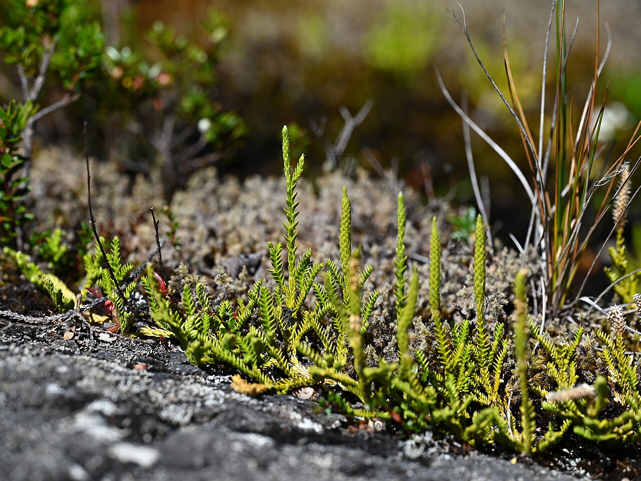 Lycopodium gayanum: Lycopodium gayanum (Diphasium gayanum) at trail along Rio Blanco on Colbuco, Los Lagos, Chile