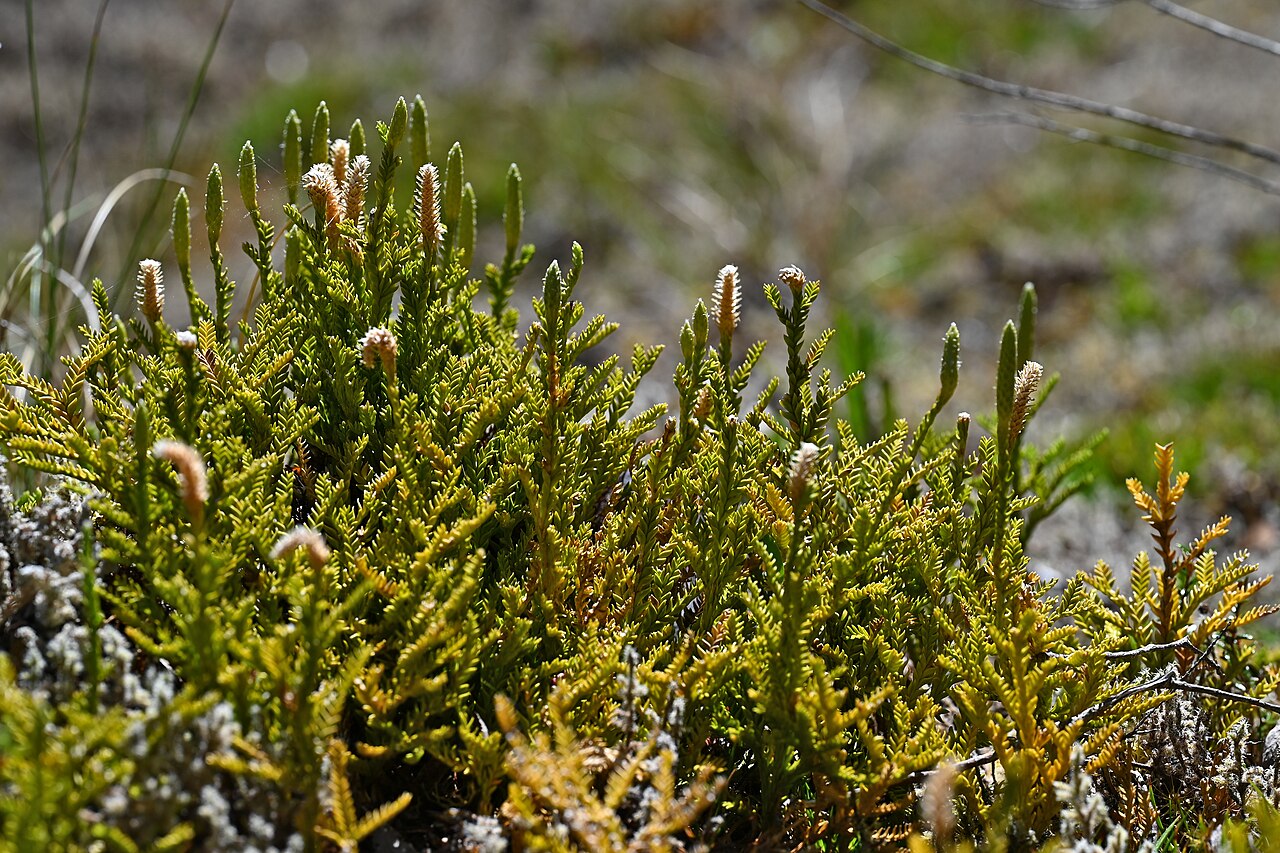 Lycopodium gayanum: Lycopodium gayanum (Diphasium gayanum) at trail along Rio Blanco on Colbuco, Los Lagos, Chile