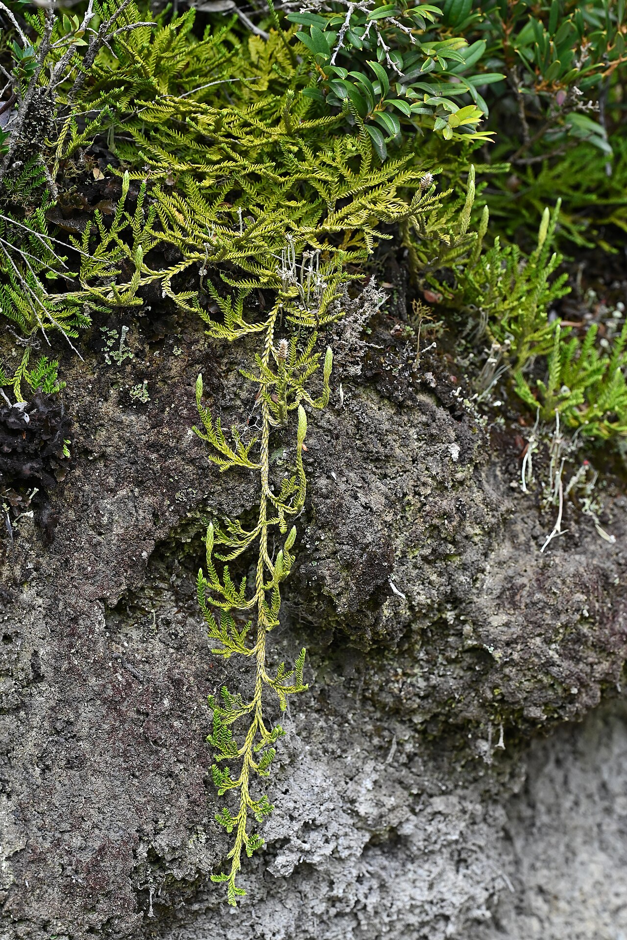 Lycopodium gayanum: Lycopodium gayanum (Diphasium gayanum) in near entrance to Alerce Costero PN at T-80, Los Rios, Chile