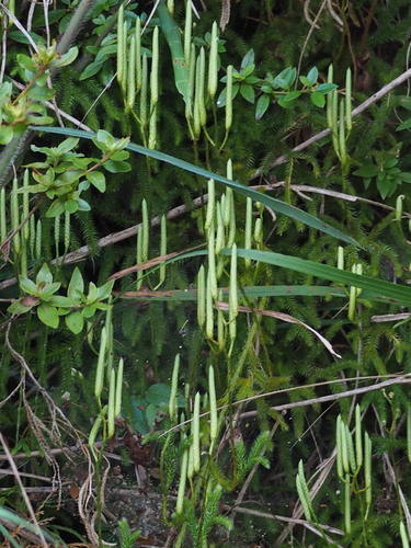 Lycopodium japonicum (Lycopodium japonicum)