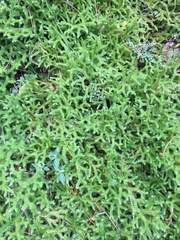 Lycopodium japonicum (Lycopodium japonicum)