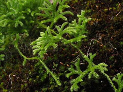 Lycopodium japonicum (Lycopodium japonicum)
