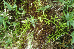 Lycopodium japonicum (Lycopodium japonicum)