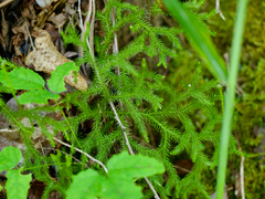 Lycopodium japonicum (Lycopodium japonicum)