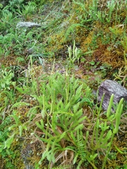 Lycopodium japonicum (Lycopodium japonicum)