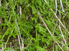 Lycopodium japonicum (Lycopodium japonicum)