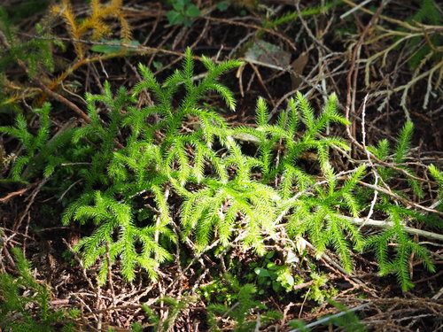 Lycopodium japonicum (Lycopodium japonicum)
