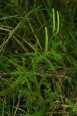 Lycopodium japonicum (Lycopodium japonicum)