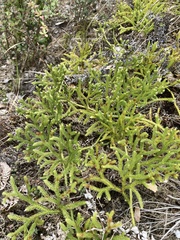 Lycopodium japonicum (Lycopodium japonicum)